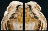 Oregon Petrified Wood Bookends - Oak #9727-3